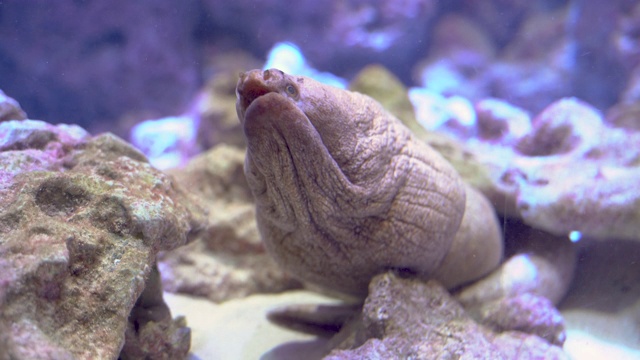 水族馆里的海鳗视频素材