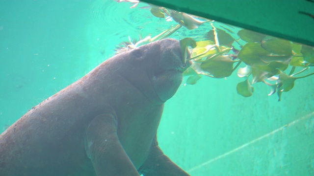 一头在水下觅食的海牛视频素材