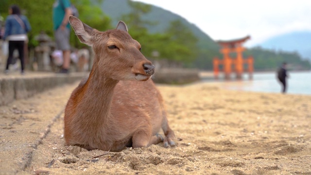 海滩上的日本鹿视频素材