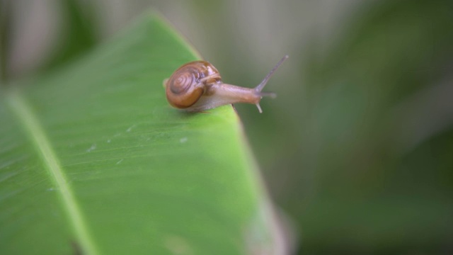 蜗牛在雨林的绿叶上行走视频下载