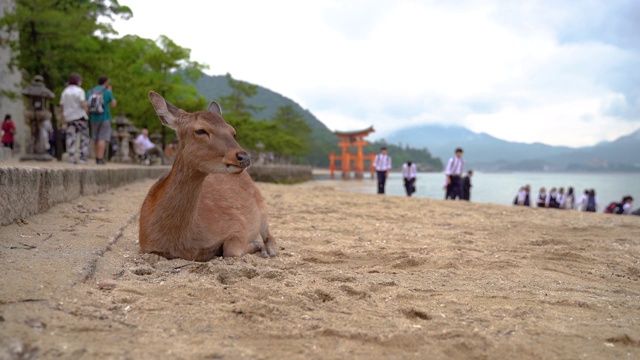 海滩上的日本鹿视频素材