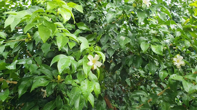 绿叶带雨视频素材