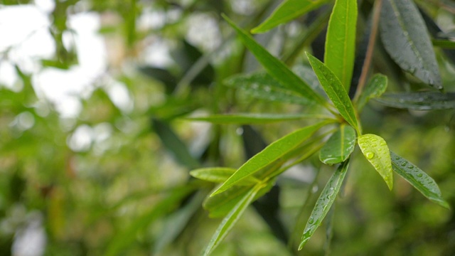 雨点落在绿叶上，慢镜头视频素材