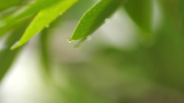 雨点落在绿叶上，慢镜头视频素材