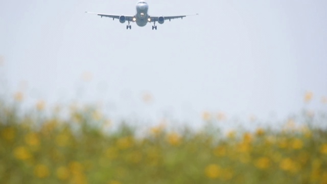 一架商用飞机在黄花田上空飞行视频素材