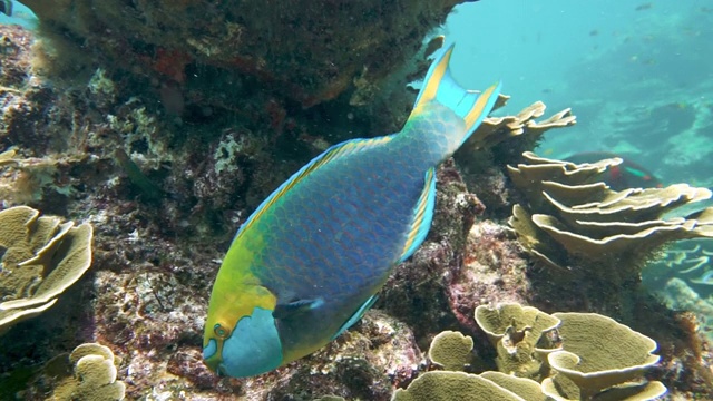 水下鹦嘴鱼(Scarus prasiognathos)在珊瑚礁上吃珊瑚视频素材