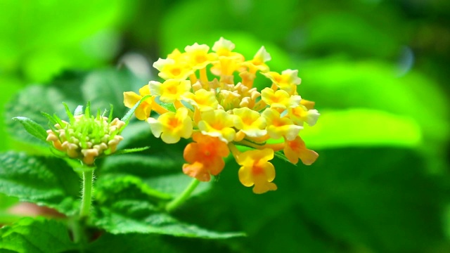 金色的花朵盛开在花园里，绿色的叶子视频素材