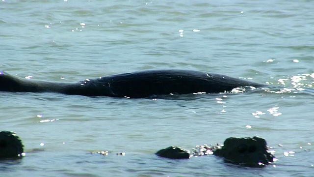 海豹或海狮HD视频素材