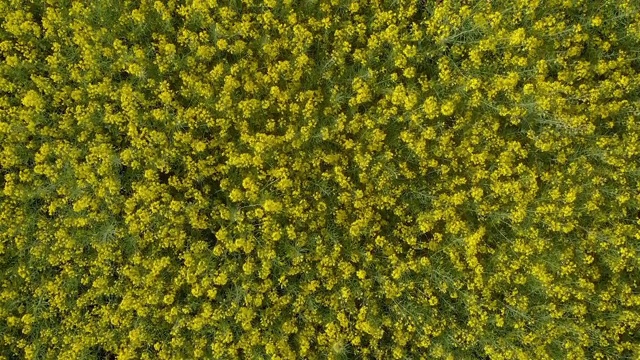 美丽的风景与黄色油菜田(空中)视频素材