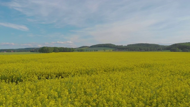 蓝天下油菜籽田美景(空中)视频素材