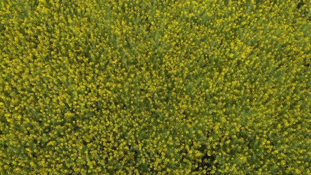 蓝天下油菜籽田美景(空中)视频素材