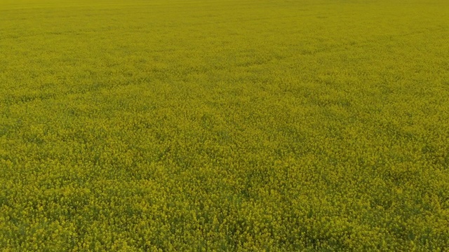 美丽的风景与黄色油菜田(空中)视频素材