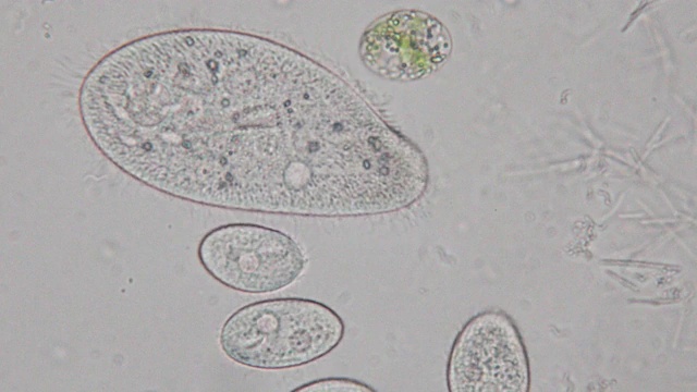 尾草履虫是显微镜下的单细胞纤毛原生动物和细菌属。视频素材