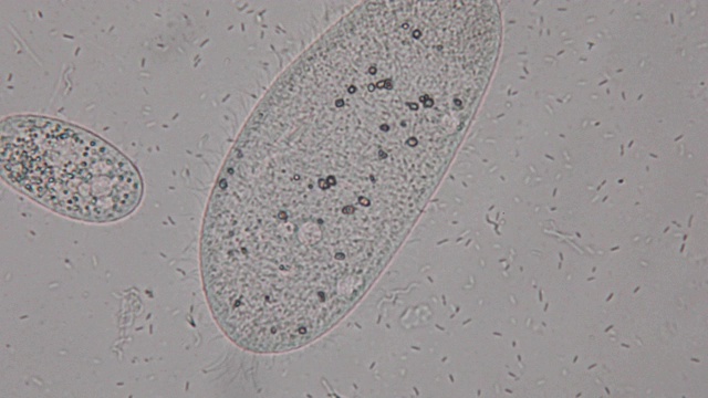 尾草履虫是显微镜下的单细胞纤毛原生动物和细菌属。视频素材