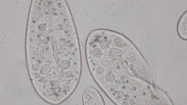 尾草履虫是显微镜下的单细胞纤毛原生动物和细菌属。视频素材
