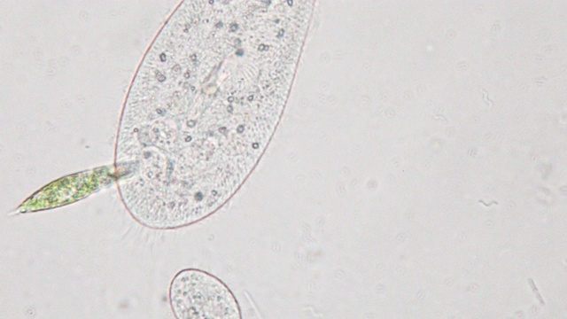 尾草履虫是显微镜下的单细胞纤毛原生动物和细菌属。视频素材