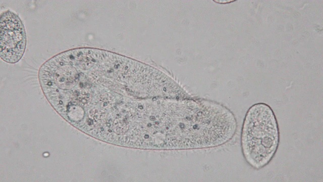 尾草履虫是显微镜下的单细胞纤毛原生动物和细菌属。视频素材