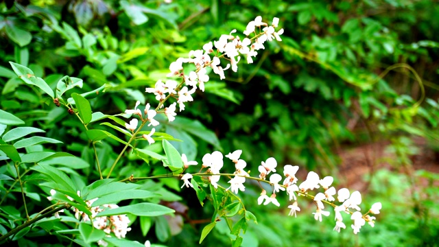 白色的野花视频素材