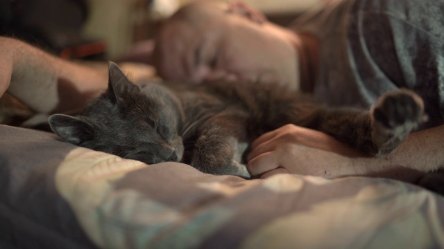 男人和他的灰猫晚上一起睡在床上。视频素材