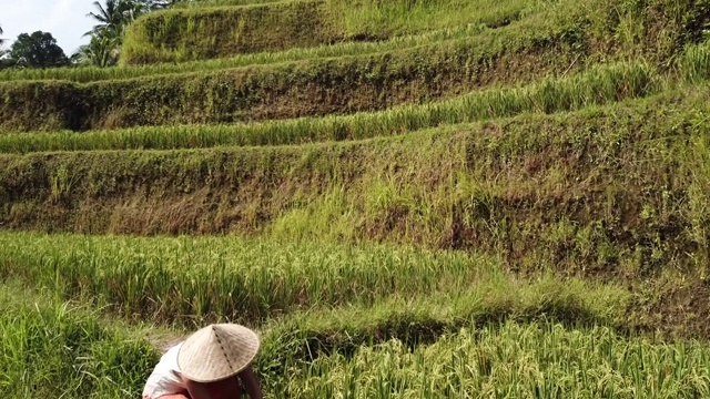 印度尼西亚稻田里的工人视频素材