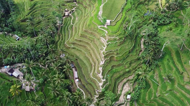 飞越巴厘岛的稻田视频素材