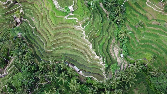 飞越巴厘岛的稻田视频素材