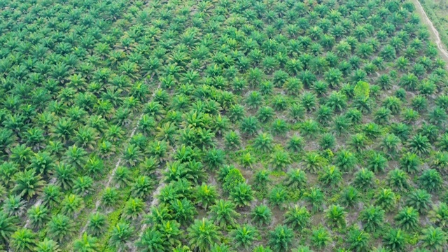 印度尼西亚婆罗洲岛上的棕榈油种植园视频素材