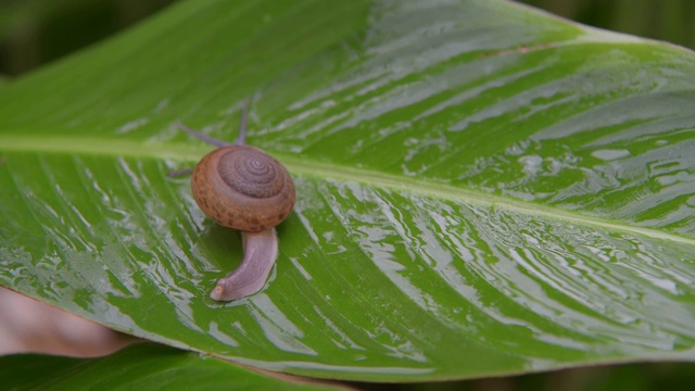 蜗牛在雨林的绿叶上行走视频素材