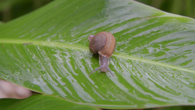 蜗牛在雨林的绿叶上行走视频下载