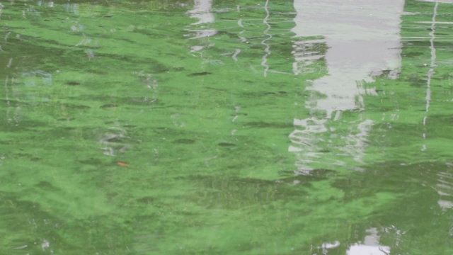 死鱼漂浮在泰国运河的废水上视频素材