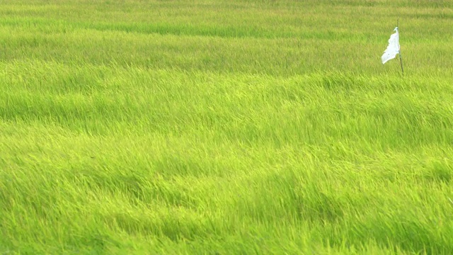 农村的新鲜稻田种植视频素材