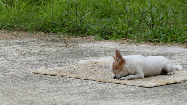 吉娃娃狗在地板垫子上晒太阳视频素材