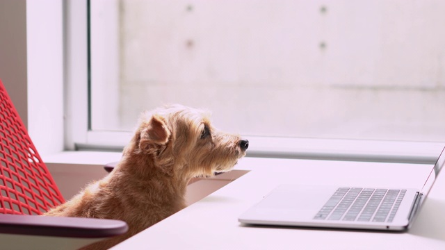 诺福克梗犬打了个大哈欠视频素材