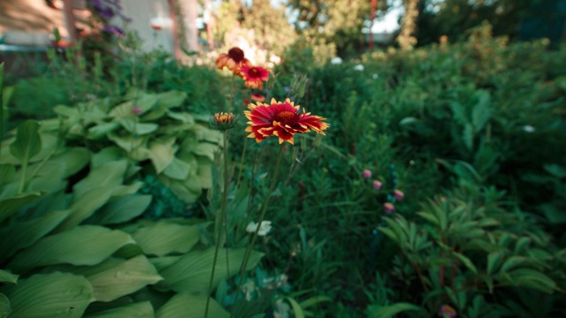 花园里的花视频素材