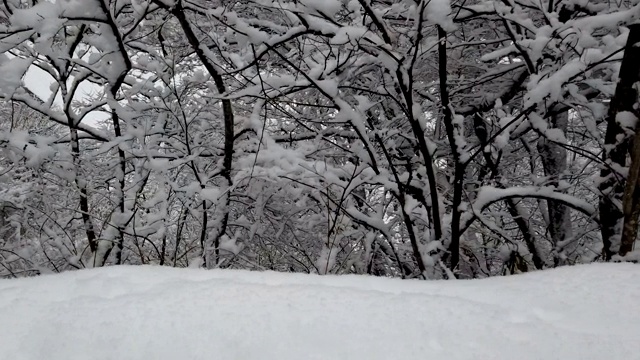 冬天森林里，霜雪覆盖着树枝视频素材