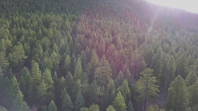 空中:无人机在森林的绿树上移动，风景如画的风景-惠灵顿湖，科罗拉多州视频素材