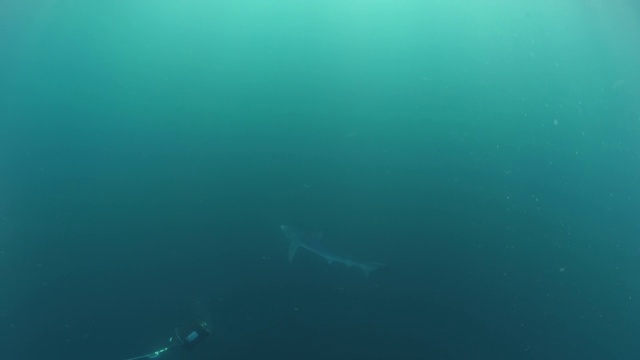 野生捕食鲨鱼游泳在绿松石海，水生动物是海底-圣地亚哥，加利福尼亚视频素材