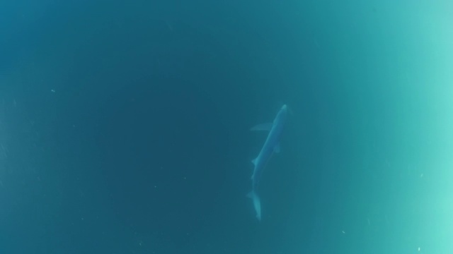 水栖动物游泳在绿松石的海洋，鲨鱼是海底-圣地亚哥，加利福尼亚视频素材