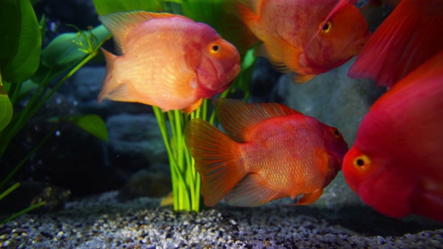 粉红色的慈鲷在水族馆里游泳视频素材