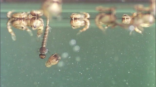 阿拉斯加池塘水面漂浮着蚊子的幼虫。视频素材