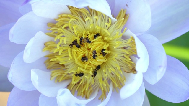 特写小蜜蜂收集花粉从自然界的白莲花。视频素材