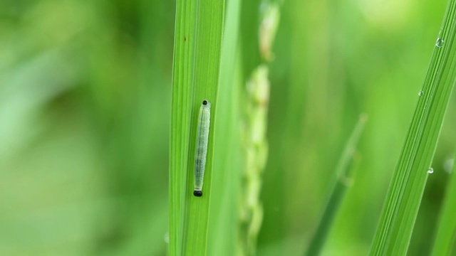 大自然的绿草上，虫无声无息。视频素材