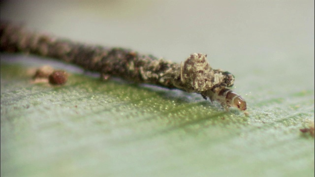 毛虫在植物的叶子上觅食。视频素材