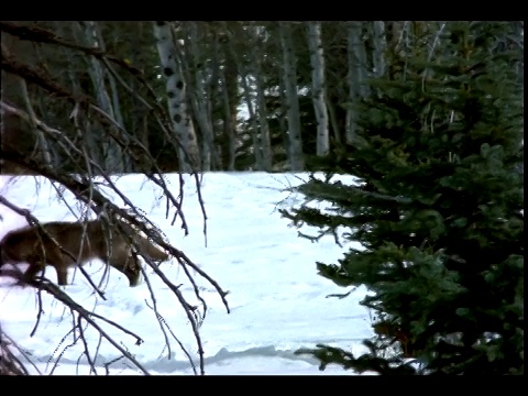 狼群跌跌撞撞地穿过深雪的山林。视频素材