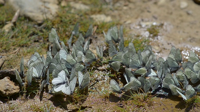 斑蝶(aporia Crataegi)是斑蝶科的一种蝴蝶。湿土上的一群蝴蝶视频素材