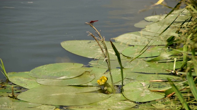 红蜻蜓在河边黄水花视频素材