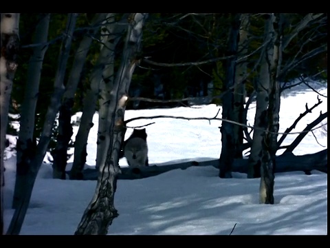 狼群小跑着穿过白雪覆盖的森林。视频素材