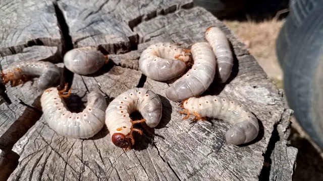 老树桩上的犀牛甲虫幼虫。视频素材