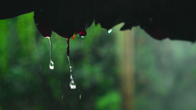 特写镜头，雨滴从树叶屋顶落下，120帧/秒的慢动作。视频素材