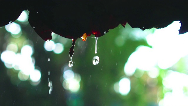 特写镜头，雨滴从树叶屋顶落下，120帧/秒的慢动作。视频素材